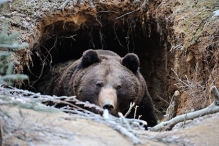 В Иркутской области предрекли появление голодных медведей-шатунов